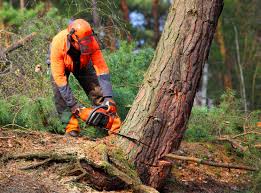 How Our Tree Care Process Works  in Lynden, WA